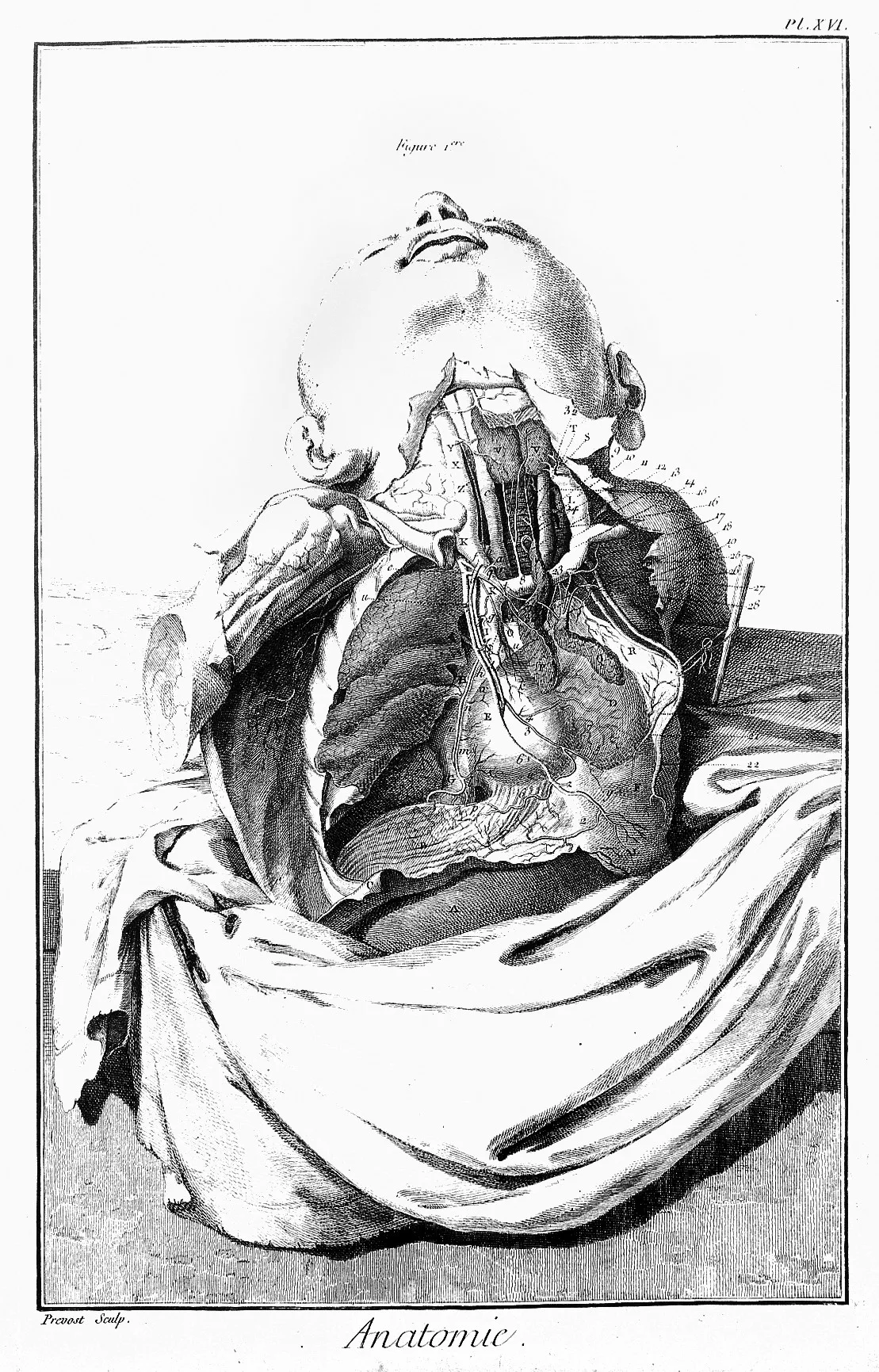 Planche d'anatomie de l'Encyclopédie : écorché et figures numérotées.